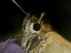 Fiery Skipper