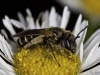 Another bee!