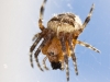 European Garden Spider eating