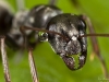 Ant closeup