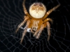 European Garden Spider