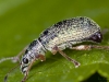 Weevils Wobble