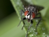 Fly Portrait