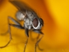 Yet Another Fly