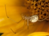 Another spider