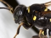 Wasp close-up