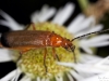Soldier Beetle
