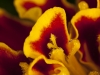Abstract Flower