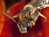 Sleeping Bee