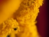 More Pollen