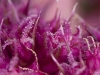 Flower details