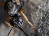 Wasp