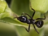 Ants go marching
