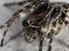 Another spider