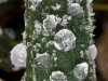 More Frost and Dew