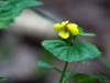 Yellow flower
