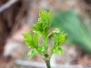 Buds 2