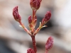 Buds