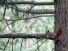 Red Squirrel