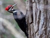 Pileated Woodpecker