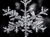 New Snowflake