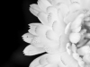 Flower Art