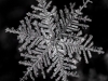 Silver Fern