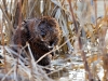 Muskrat in the reeds