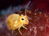 Globular Springtail