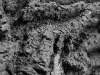Tree bark