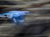 Blue Jay Blur