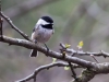 Chickadee Perch