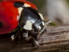 Resting Ladybird