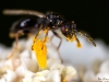 Extremely Tiny Wasp