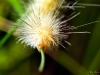 Caterpillar