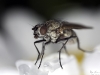 Fly