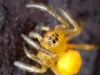 Baby Garden Spider