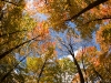 Fisheye trees