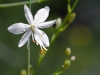 White wildflowers in Romania