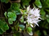 Growing on a wall