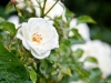 White Berlin Rose