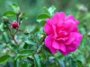 A rose for the road