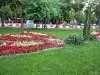 Flowers in the park