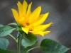 Struggling sunflower