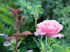 Romanian rose garden