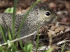 Toronto Squirrel
