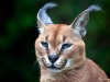 Lynx
