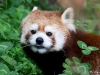 Red Panda
