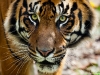 Eyes of the Tiger