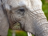 Portrait of an Elephant